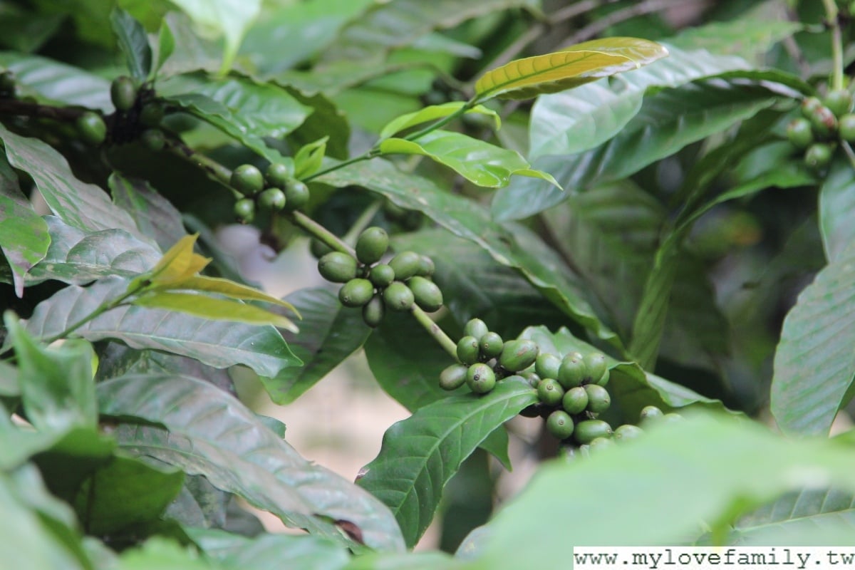 穀倉咖啡種植園