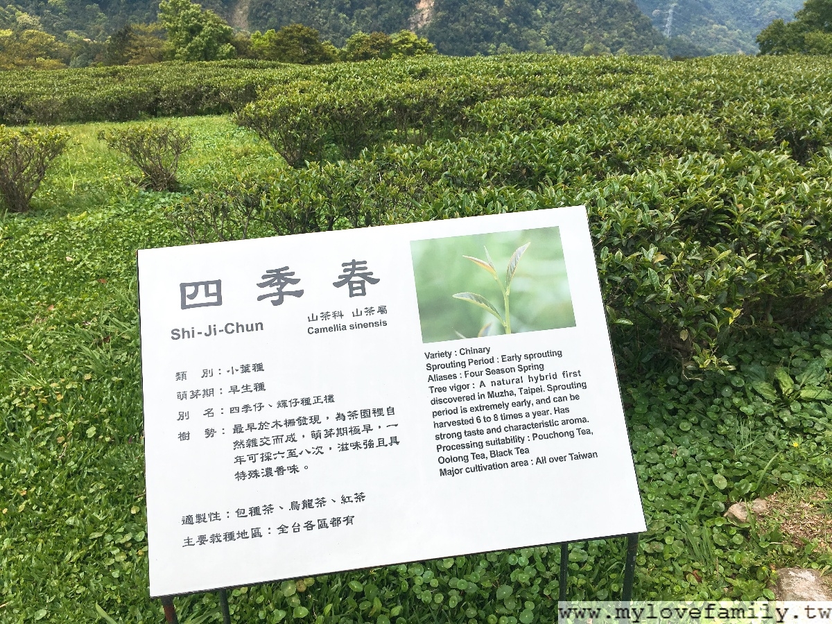 台灣農林熊空茶園