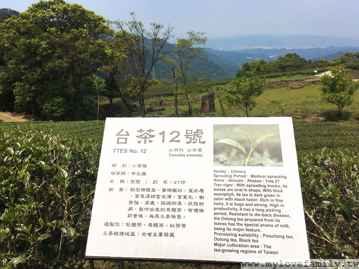 台灣農林熊空茶園