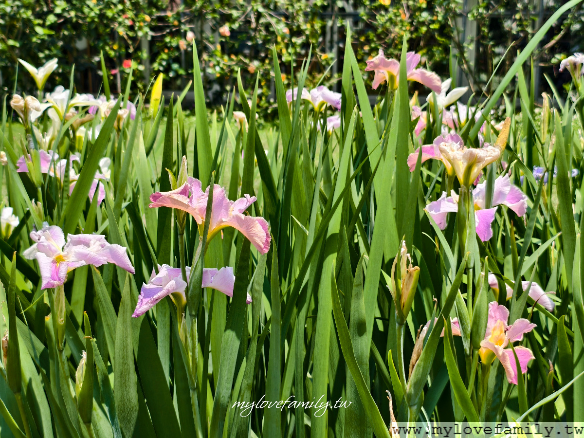 【朝顏屋 3.2K】