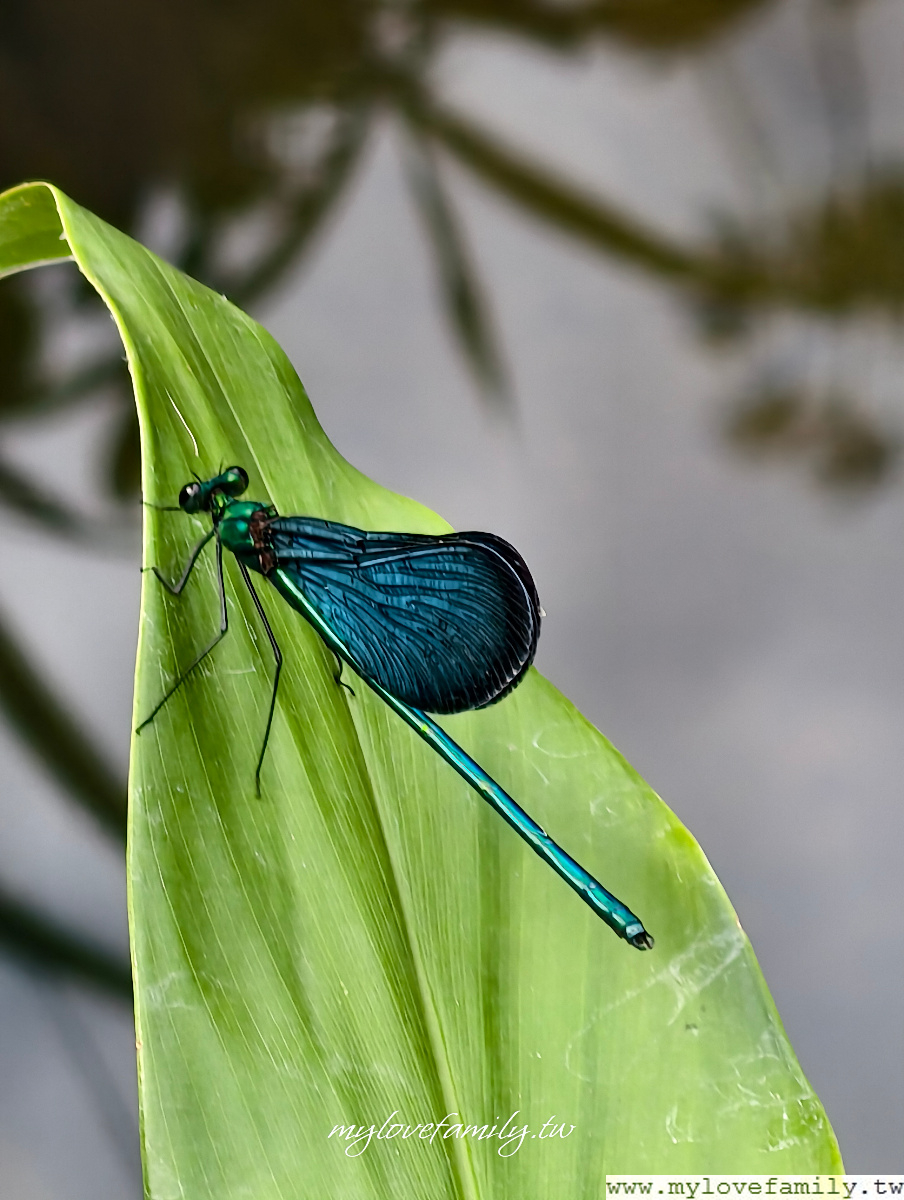 山豬湖生態親水園區