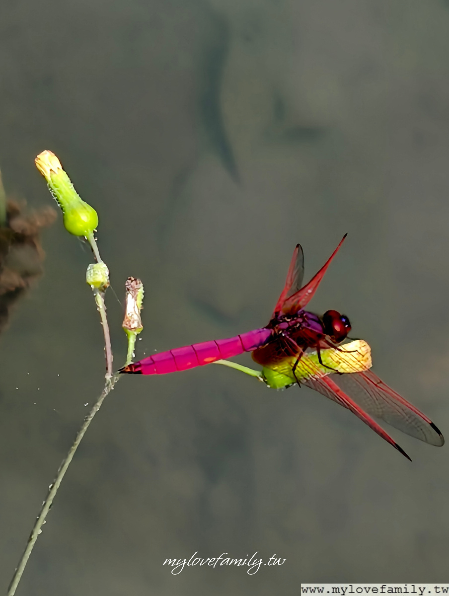 山豬湖生態親水園區