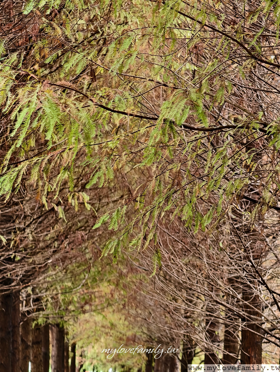 【月眉人工濕地生態公園】