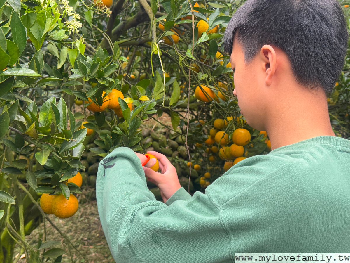 【鹿鳴坑綜合觀光果園】